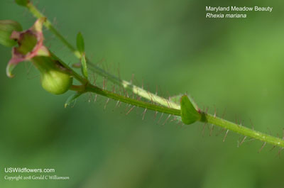 Rhexia mariana