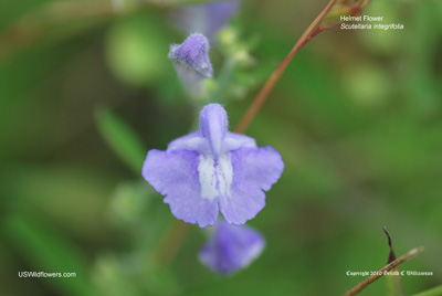 Scutellaria integrifolia