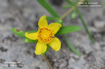 Hypericum dolabriforme