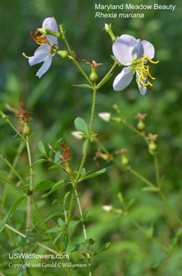 Rhexia mariana