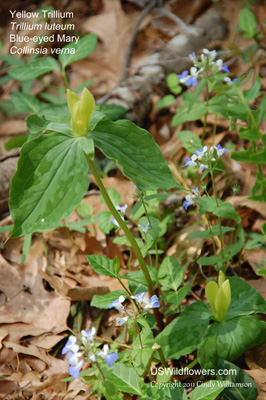 Collinsia verna