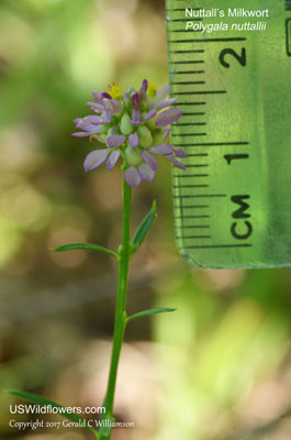 Polygala nuttallii