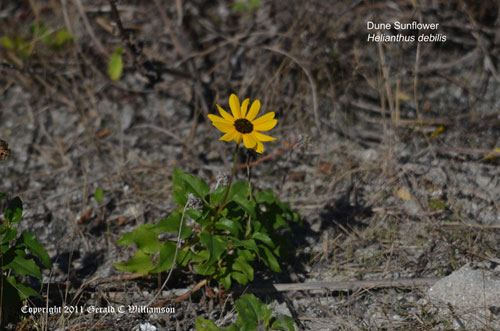 Helianthus debilis