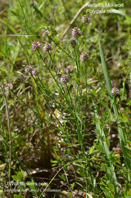 Polygala nuttallii