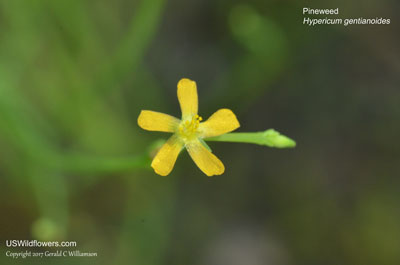 Hypericum gentianoides