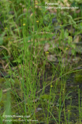 Hypericum gentianoides