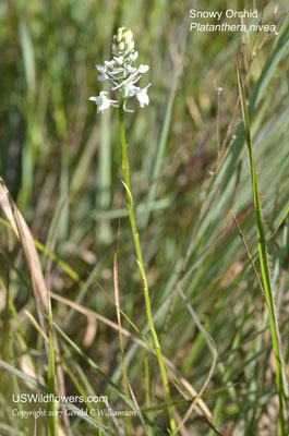 Platanthera nivea