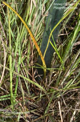 Platanthera nivea