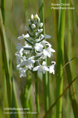 Platanthera nivea