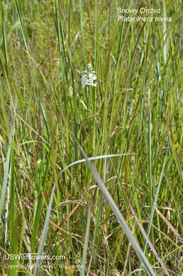 Platanthera nivea