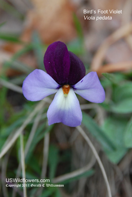 Viola pedata