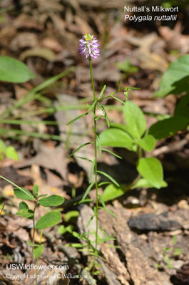 Polygala nuttallii