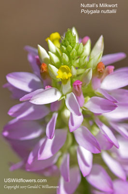 Polygala nuttallii