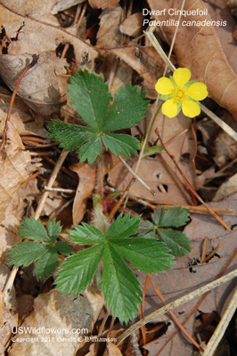 Potentilla canadensis