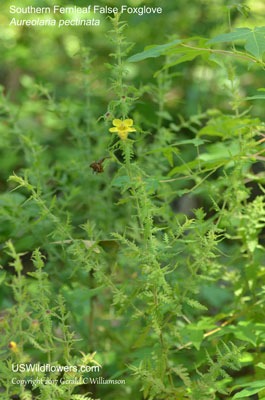 Aureolaria pectinata