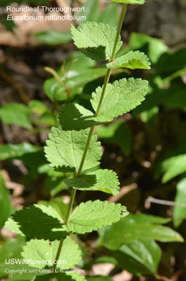 Eupatorium rotundifolium