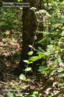 Eupatorium rotundifolium