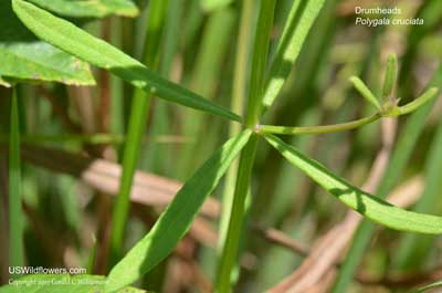 Polygala cruciata