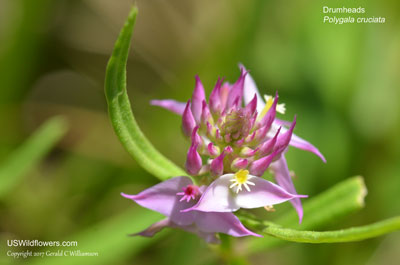 Polygala cruciata