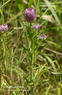 Polygala cruciata