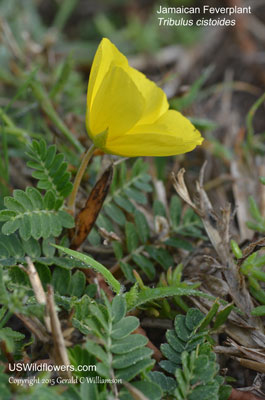 Tribulus cistoides