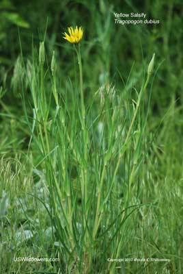 Tragopogon dubius