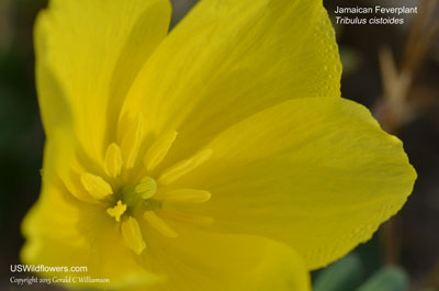 Tribulus cistoides