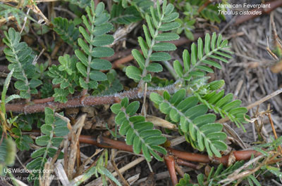 Tribulus cistoides