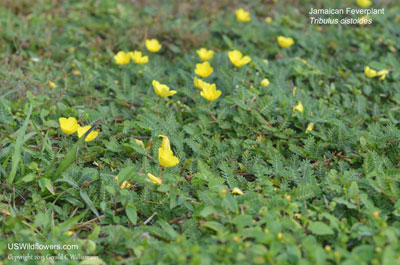 Tribulus cistoides