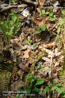 Erigeron pulchellus