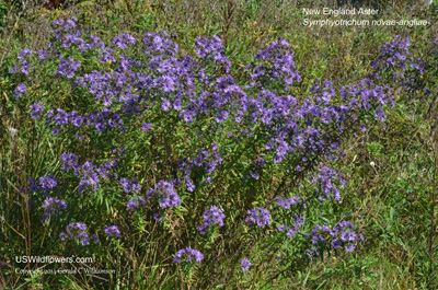 Symphyotrichum novae-angliae