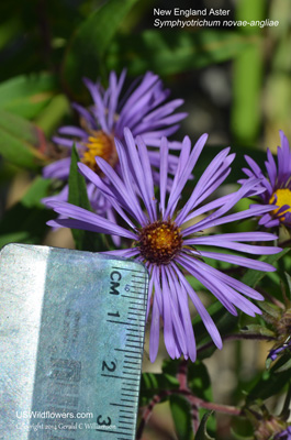 Symphyotrichum novae-angliae