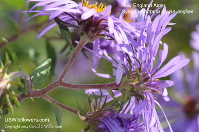 Symphyotrichum novae-angliae