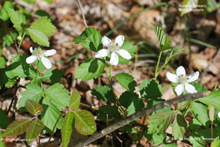 Rubus flagellaris