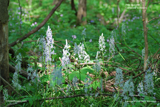 Camassia scilloides