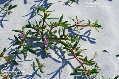 Sesuvium portulacastrum