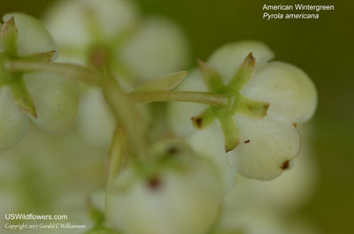 Pyrola americana