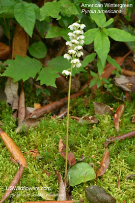 Pyrola americana