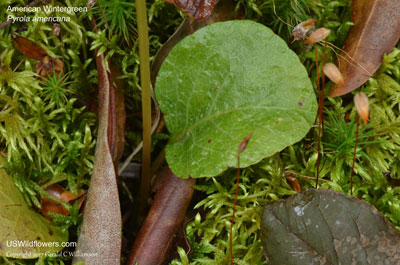 Pyrola americana