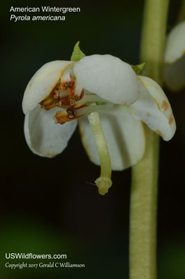 Pyrola americana