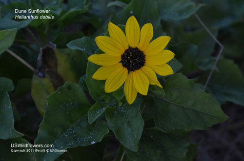 Helianthus debilis