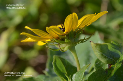 Helianthus debilis