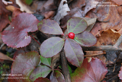 Gaultheria procumbens