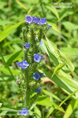 Echium vulgare