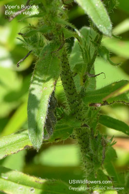 Echium vulgare