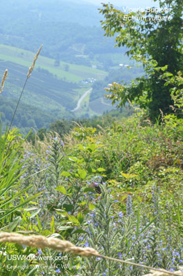 Echium vulgare