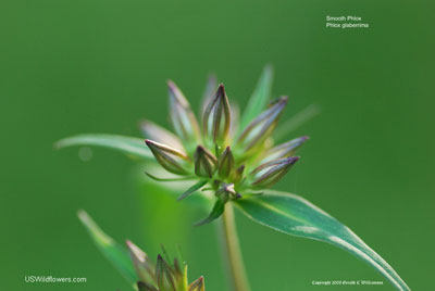 Phlox glaberrima