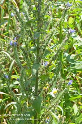 Echium vulgare