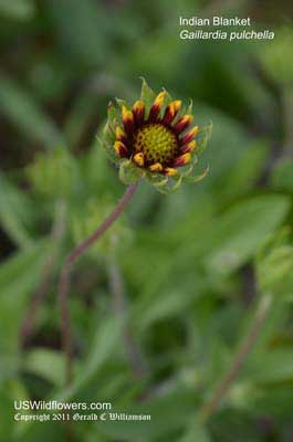 Gaillardia pulchella