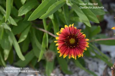 Gaillardia pulchella